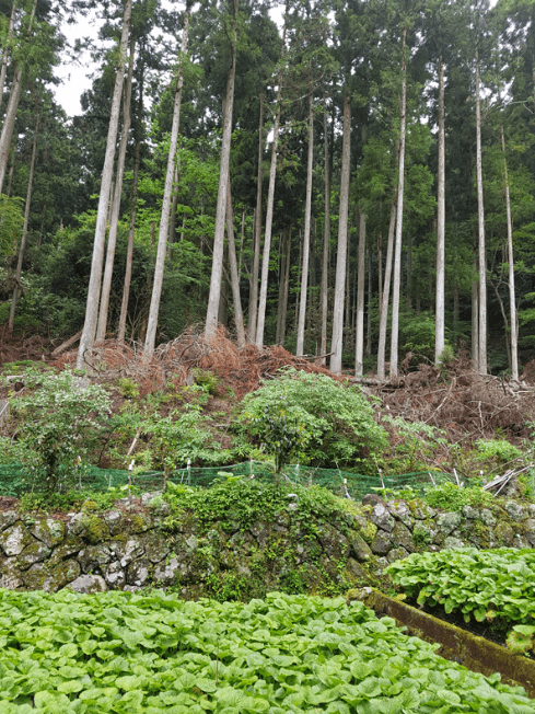 la culture de wasabi